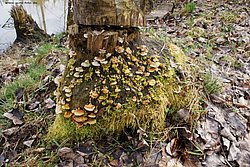 Pilz-044.jpg