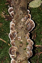 Pilz-047.jpg