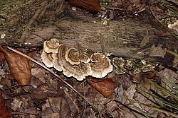 Pilz-048-a.jpg