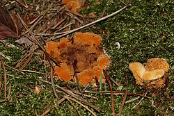 Pilz-059-a.jpg