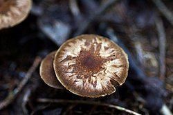 Pluteus umbrosus-a.jpg