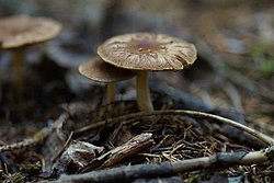 Pluteus umbrosus.jpg