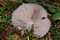 Purpurfilziger Holzritterlinmg-b.jpg