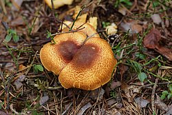 Rötlicher Holzritterling-2.jpg