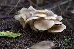 Rasling Lyophyllum decastes-a.jpg