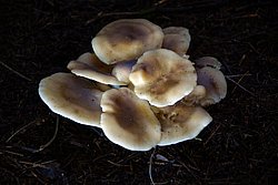 Rasling Lyophyllum decastes.jpg