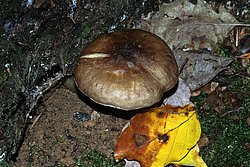Rehbrauner Dachpilz pluteus spec.jpg