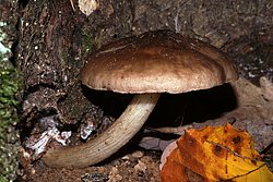 Rehbrauner Dachpilz pluteus speca.jpg