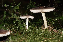 Rehbrauner Dachpilz-Pluteus cervinus-a.jpg