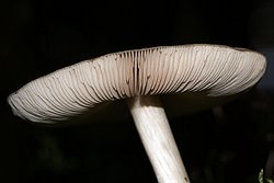 Rehbrauner Dachpilz-Pluteus cervinus-b.jpg