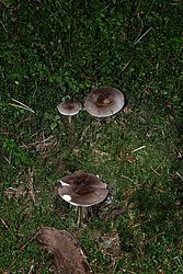 Rehbrauner Dachpilz-Pluteus cervinus.jpg