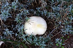 Riesenbovist-a.jpg
