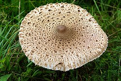 Riesenschirmling-a.jpg