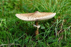 Riesenschirmling-b.jpg