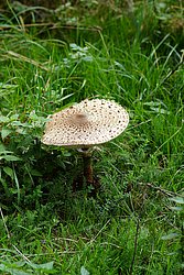 Riesenschirmling-c.jpg