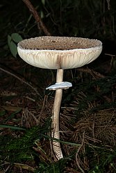 Riesenschirmpilz-a.jpg