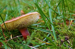 Ringloser Butterpilz-A.jpg