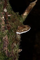Roetende Tramete Daedaleopsis confragosa-a.jpg