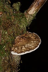 Roetende Tramete Daedaleopsis confragosa-b.jpg