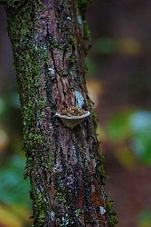 Roetende Tramete Daedaleopsis confragosa.jpg