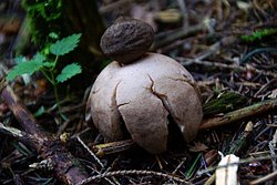 Roetender Erdstern-a.jpg
