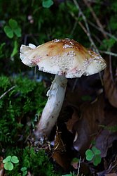 Roetender Wulstling Amanita rubescens-a.jpg