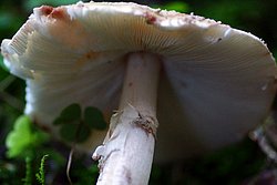 Roetender Wulstling Amanita rubescens-b.jpg