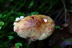 Roetender Wulstling Amanita rubescens.jpg