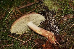 Roetlicher Holzritterling-1-a.jpg