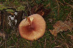 Roetlicher Holzritterling-1.jpg