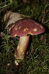 Roetlicher Holzritterling-a.jpg