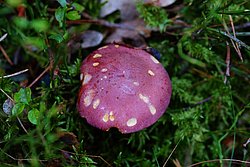 Roetlicher Holzritterling.jpg