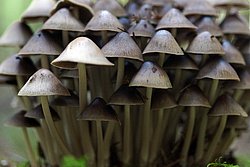 Rosablaettriger Helmling1-a.jpg