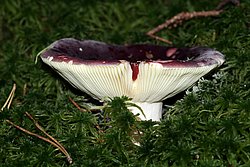 Roter-Herings-Taeubling-a.jpg