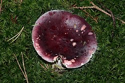 Roter-Herings-Taeubling.jpg