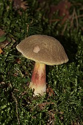 Rotfuss-Roehrling-a.jpg