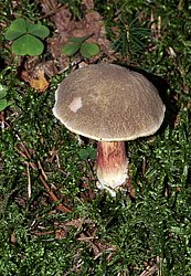 Rotfuss-Roehrling.jpg
