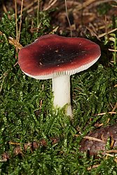 Russula atropurpurea-a.jpg