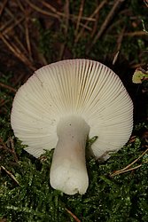 Russula atropurpurea-b.jpg