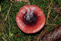 Russula atropurpurea.jpg