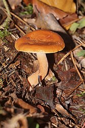 Süssliche Buchen-Milchling-a.jpg