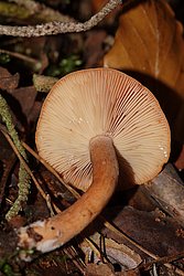 Süssliche Buchen-Milchling-b.jpg