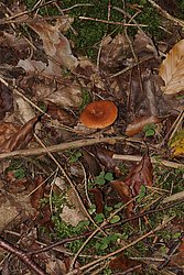 Süssliche Buchen-Milchling.jpg
