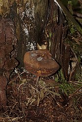 Samtfuss-krempling-3-a.jpg