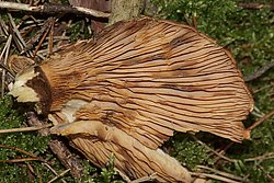 Samtfuss-krempling-3-b.jpg