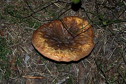Samtfuss-krempling-a.jpg