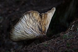 Samtfuss-krempling-b.jpg