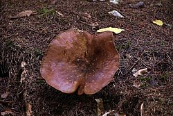 Samtfuss-krempling1-a.jpg