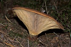 Samtfuss-krempling1-b.jpg