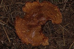 Samtfuss-krempling2-a.jpg
